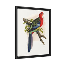 Rose-Hill or Rosella Parrakeet (Platycercus eximius) colored wood-engraved plate by Alexander Francis Lydon