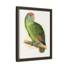 Dufresne's Amazon (Amazona dufresniana) colored wood-engraved plate by Alexander Francis Lydon