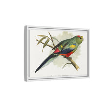 Many-Coloured Parrakeet (Psephotellus varius) colored wood-engraved plate by Alexander Francis Lydon