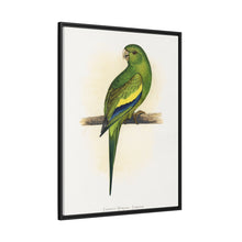 Canary-Winged Conure ( Brotogeris versicolurus) colored wood-engraved plate by Alexander Francis Lydon