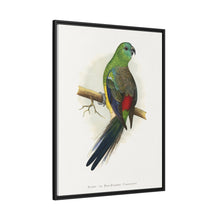 Blood or Red-Rumped Parrakeet (Psephotus haematonotus) colored wood-engraved plate by Alexander Francis Lydon