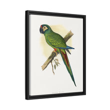 llliger's Macaw (Primolius maracana) colored wood-engraved plate by Alexander Francis Lydon