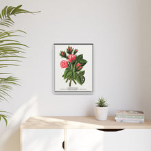 Pink roses, Crested Moss lithograph. Digitally enhanced from our own original 1900 edition plates of Botanical Specimen published by Rochester Lithographing