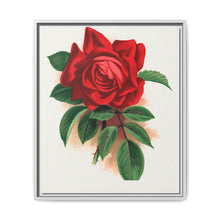 Red rose, Alfred Colomb lithograph. Digitally enhanced from our own original 1900 edition plates of Botanical Specimen published by Rochester Lithographing - NOMADEN ART GALLERY