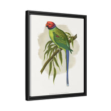 Blossom-Headed Parrakeet (Psittacula roseata) colored wood-engraved plate by Alexander Francis Lydon.