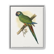 llliger's Macaw (Primolius maracana) colored wood-engraved plate by Alexander Francis Lydon - NOMADEN ART GALLERY