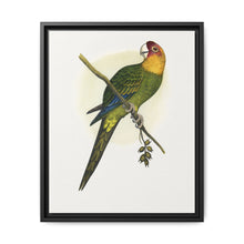 Carolina Parrot (Conuropsis carolinensis) colored wood-engraved plate by Alexander Francis Lydon. - NOMADEN ART GALLERY