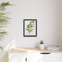 Spirea Aurea flowers lithograph. Digitally enhanced from our own original 1900 edition plates of Botanical Specimen published by Rochester Lithographing