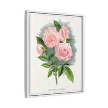 Pink rose, Clothilde Soupert lithograph. Digitally enhanced from our own original 1900 edition plates of Botanical Specimen published by Rochester Lithographing