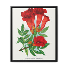 Trumpet flower lithograph. Digitally enhanced from our own original 1900 edition plates of Botanical Specimen published by Rochester Lithographing - NOMADEN ART GALLERY