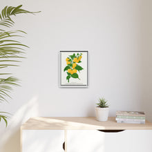 Golden queen raspberry lithograph. Digitally enhanced from our own original 1900 edition plates of Botanical Specimen published by Rochester Lithographing