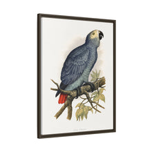 Grey Parrot (Psittacus erithacus) colored wood-engraved plate by Alexander Francis Lydon.