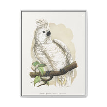 Great White-Crested Cockatoo (Cacatua alba) colored wood-engraved plate by Alexander Francis Lydon - NOMADEN ART GALLERY