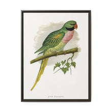 Javan Parrakeet (Psittacula alexandri) colored wood-engraved plate by Alexander Francis Lydon. - NOMADEN ART GALLERY
