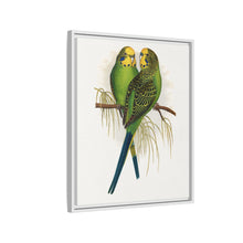 Budgerigar (Melopsittacus undulatus) colored wood-engraved plate by Alexander Francis Lydon