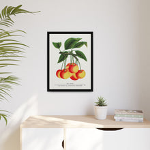 Gov Wood cherry lithograph. Digitally enhanced from our own original 1900 edition plates of Botanical Specimen published by Rochester Lithographing