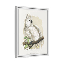 Placa xilográfica coloreada de la cacatúa de cresta blanca (Cacatua alba) de Alexander Francis Lydon