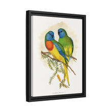 Prachtsittich (Neophema splendida) farbige Holzstichplatte von Alexander Francis Lydon