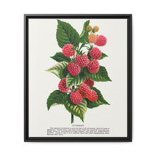 Cuthbert raspberry lithograph. Digitally enhanced from our own original 1900 edition plates of Botanical Specimen published by Rochester Lithographing - NOMADEN ART GALLERY