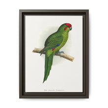 New Zealand Parrakeet (Cyanoramphus novaezelandiae) colored wood-engraved plate by Alexander Francis Lydon - NOMADEN ART GALLERY