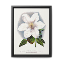 Clematis flower lithograph. Digitally enhanced from our own original 1900 edition plates of Botanical Specimen published by Rochester Lithographing - NOMADEN ART GALLERY