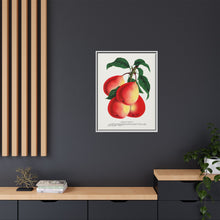 Vermont Beauty pear lithograph. Digitally enhanced from our own original 1900 edition plates of Botanical Specimen published by Rochester Lithographing