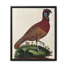 A horned Indian pheasant standing on the grass by J. Pass after J. E. Ihle. - NOMADEN ART GALLERY