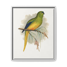Elegant Parrakeet (Neophema elegans) colored wood-engraved plate by Alexander Francis Lydon - NOMADEN ART GALLERY
