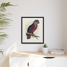 Dusky or Violet Parrot (Pionus fuscus) colored wood-engraved plate by Alexander Francis Lydon.