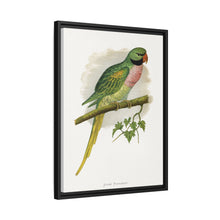 Javan Parrakeet (Psittacula alexandri) colored wood-engraved plate by Alexander Francis Lydon.