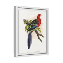 Rose-Hill or Rosella Parrakeet (Platycercus eximius) colored wood-engraved plate by Alexander Francis Lydon