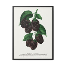 Lucretia Dewberry lithograph. Digitally enhanced from our own original 1900 edition plates of Botanical Specimen published by Rochester Lithographing - NOMADEN ART GALLERY