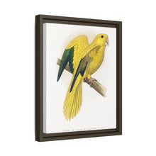Golden or Queen Bavaria's Parrot (Guaruba guarouba) colored wood-engraved plate by Alexander Francis Lydon.