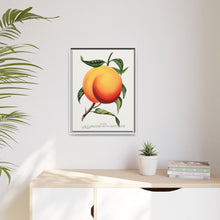 Foster peach lithograph. Digitally enhanced from our own original 1900 edition plates of Botanical Specimen published by Rochester Lithographing