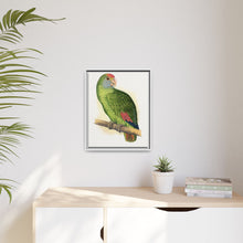 Dufresne's Amazon (Amazona dufresniana) colored wood-engraved plate by Alexander Francis Lydon