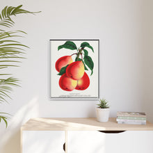 Vermont Beauty pear lithograph. Digitally enhanced from our own original 1900 edition plates of Botanical Specimen published by Rochester Lithographing