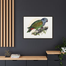 Red-Vented Parrot (Amazona martinicana) colored wood-engraved plate by Alexander Francis Lydon