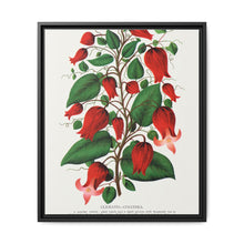 Prunus Triloba flower lithograph. Digitally enhanced from our own original 1900 edition plates of Botanical Specimen published by Rochester Lithographing - NOMADEN ART GALLERY