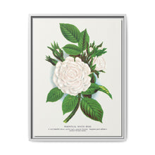 Rose, Perpetual White Moss lithograph. Digitally enhanced from our own original 1900 edition plates of Botanical Specimen published by Rochester Lithographing - NOMADEN ART GALLERY