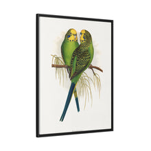 Budgerigar (Melopsittacus undulatus) colored wood-engraved plate by Alexander Francis Lydon