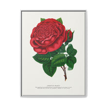 Red rose, American Beauty lithograph. Digitally enhanced from our own original 1900 edition plates of Botanical Specimen published by Rochester Lithographing - NOMADEN ART GALLERY