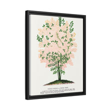 Purple Fringe tree lithograph. Digitally enhanced from our own original 1900 edition plates of Botanical Specimen published by Rochester Lithographing