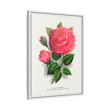 Pink rose, Anna De Diesbach lithograph. Digitally enhanced from our own original 1900 edition plates of Botanical Specimen published by Rochester Lithographing