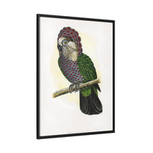 Hawk-Headed Parrot (Deroptyus accipitrinus) colored wood-engraved plate by Alexander Francis Lydon.