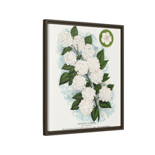 Japanese snowball flower lithograph. Digitally enhanced from our own original 1900 edition plates of Botanical Specimen published by Rochester Lithographing