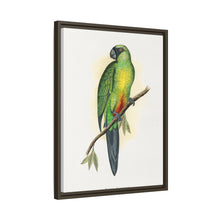 Masked Parrakeet (Prosopeia personata) colored wood-engraved plate by Alexander Francis Lydon