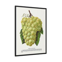Green Mountain grape lithograph. Digitally enhanced from our own original 1900 edition plates of Botanical Specimen published by Rochester Lithographing