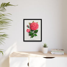 Pink rose, Anna De Diesbach lithograph. Digitally enhanced from our own original 1900 edition plates of Botanical Specimen published by Rochester Lithographing