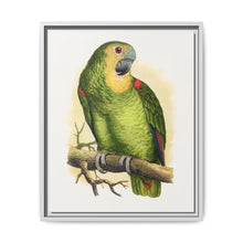 Blue-Fronted Amazon (Amazona aestiva) colored wood-engraved plate by Alexander Francis Lydon - NOMADEN ART GALLERY