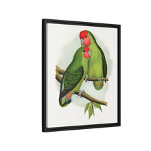 Rosy-Faced Love-Bird (Agapornis roseicollis) colored wood-engraved plate by Alexander Francis Lydon.
